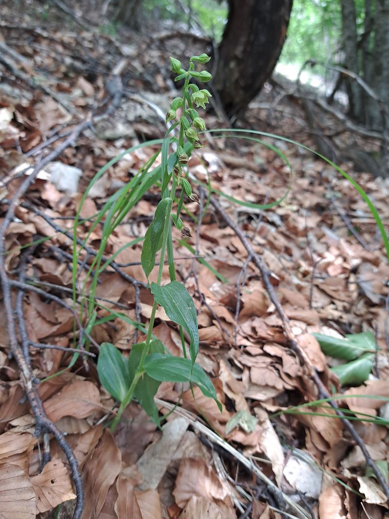 Epipactis leptochila  - Emmanuel Cosson