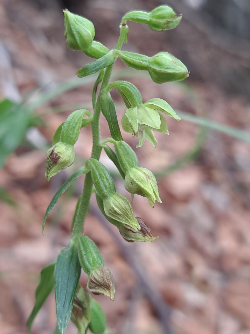 Epipactis leptochila  - Emmanuel Cosson