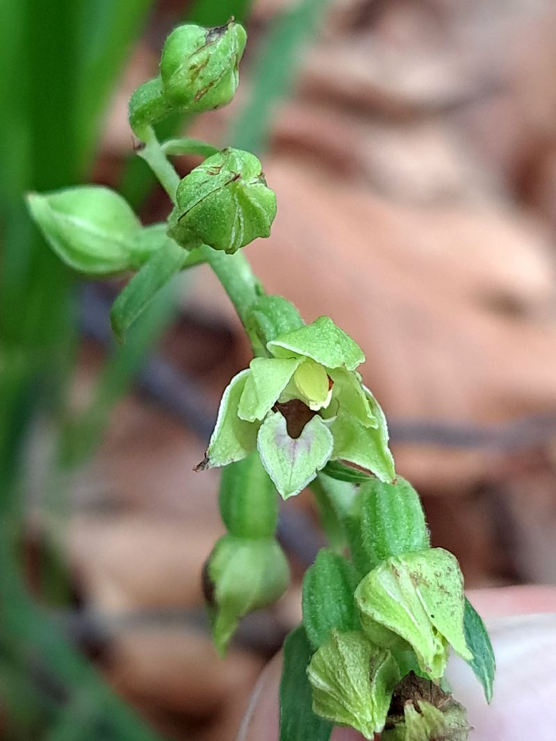 Epipactis leptochila  - Emmanuel Cosson