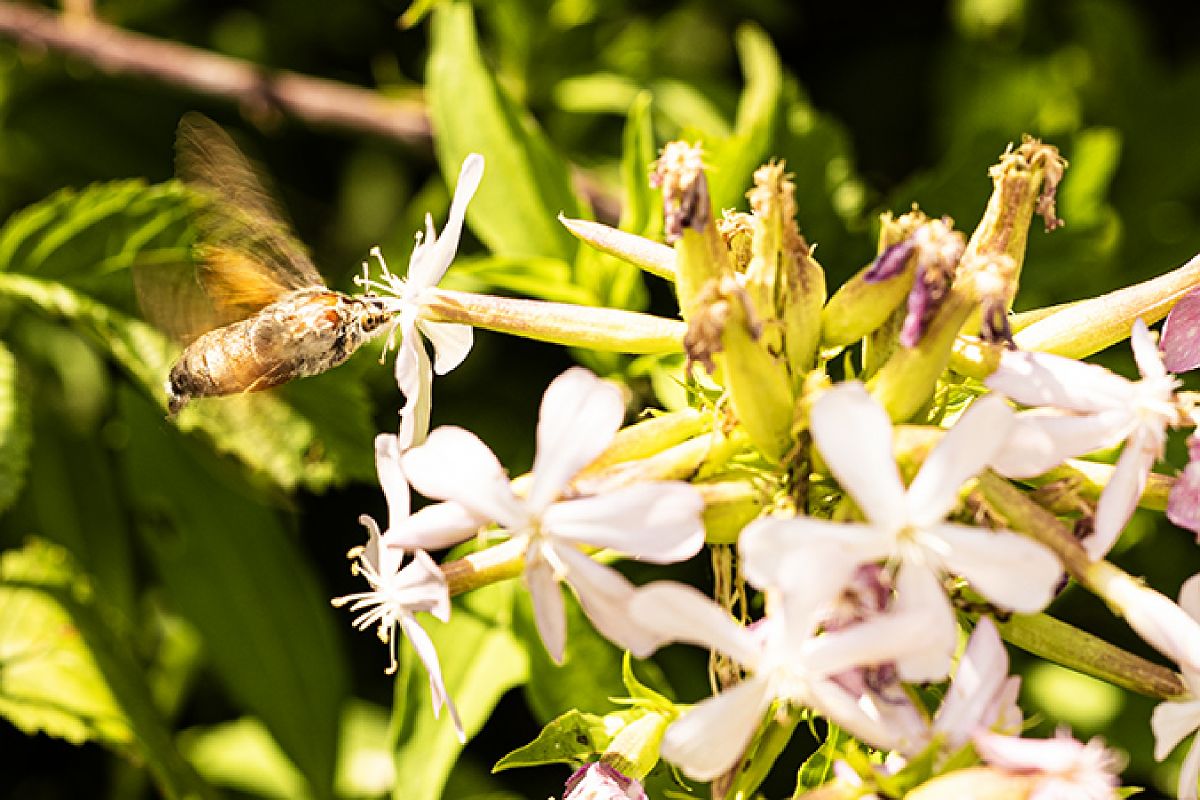 Macroglossum stellatarum  - Paola Bressan