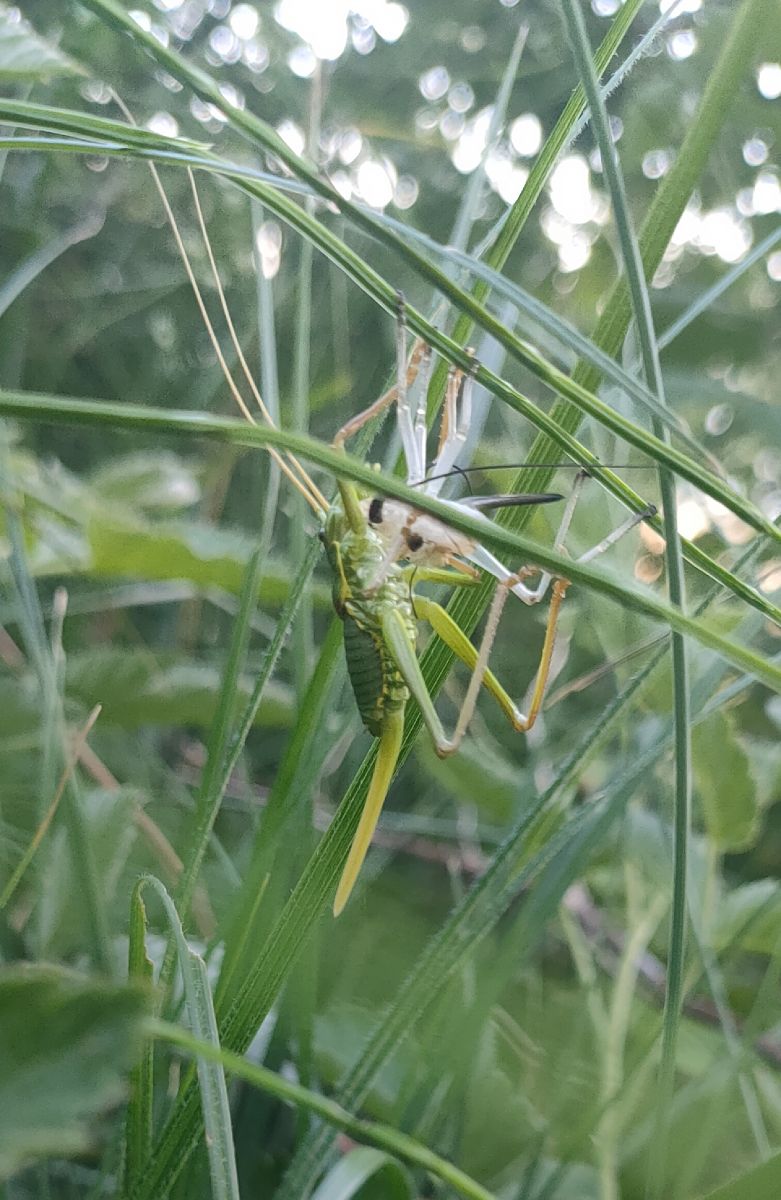 Ephippiger sp.  - Daniele Baroni