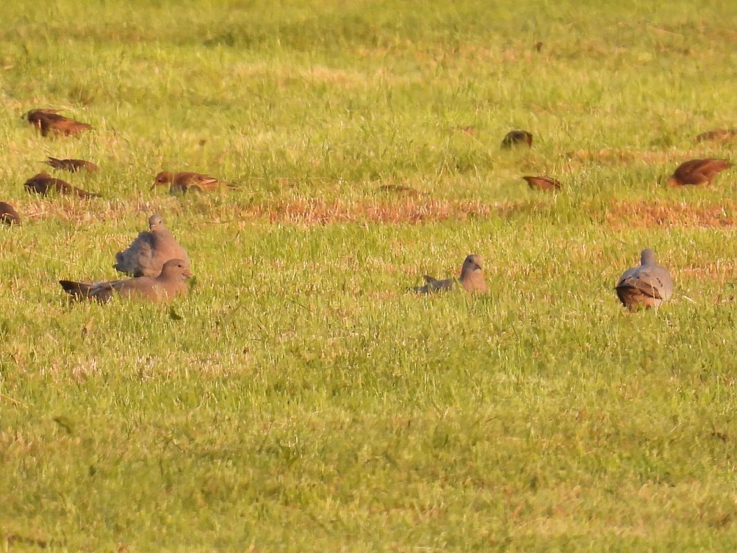 Pigeon colombin  - Kacper Mikulski