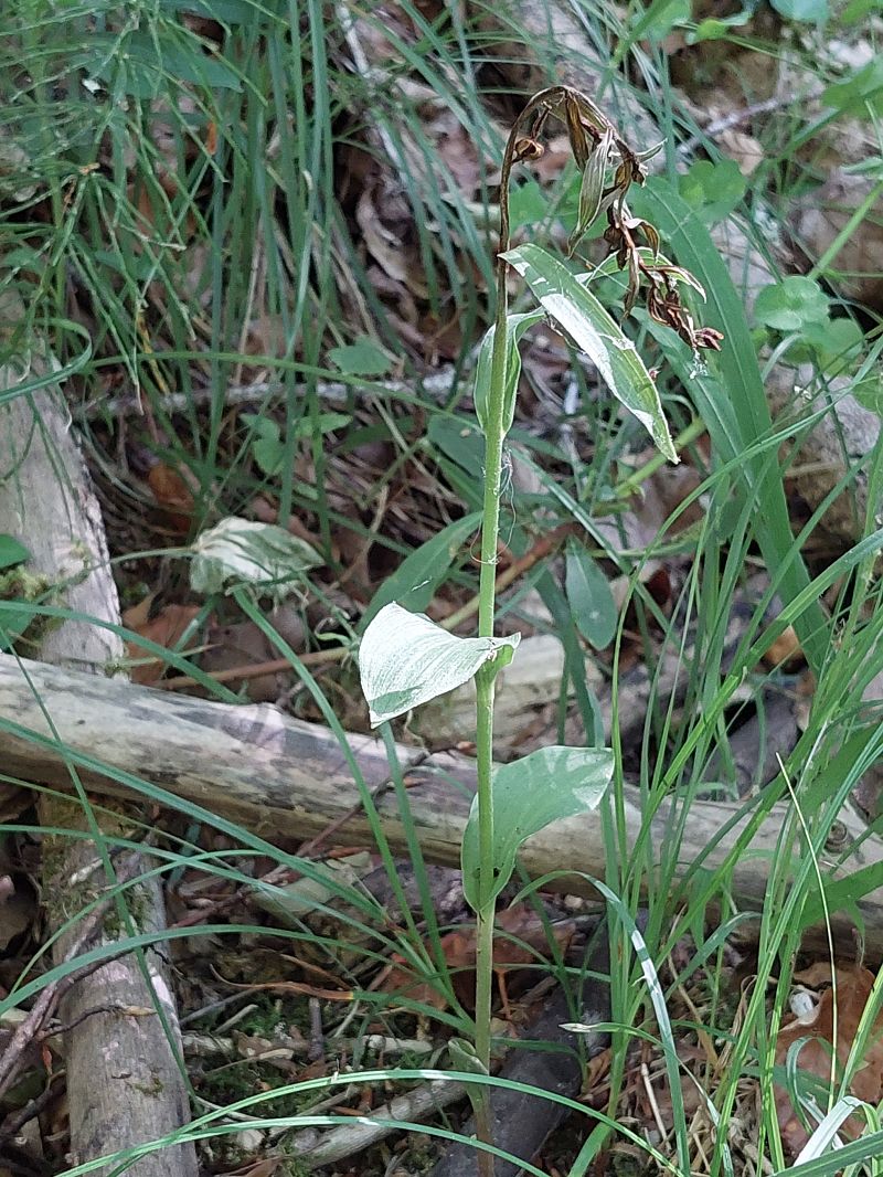 Epipactis fageticola  - Bernard Sonnerat