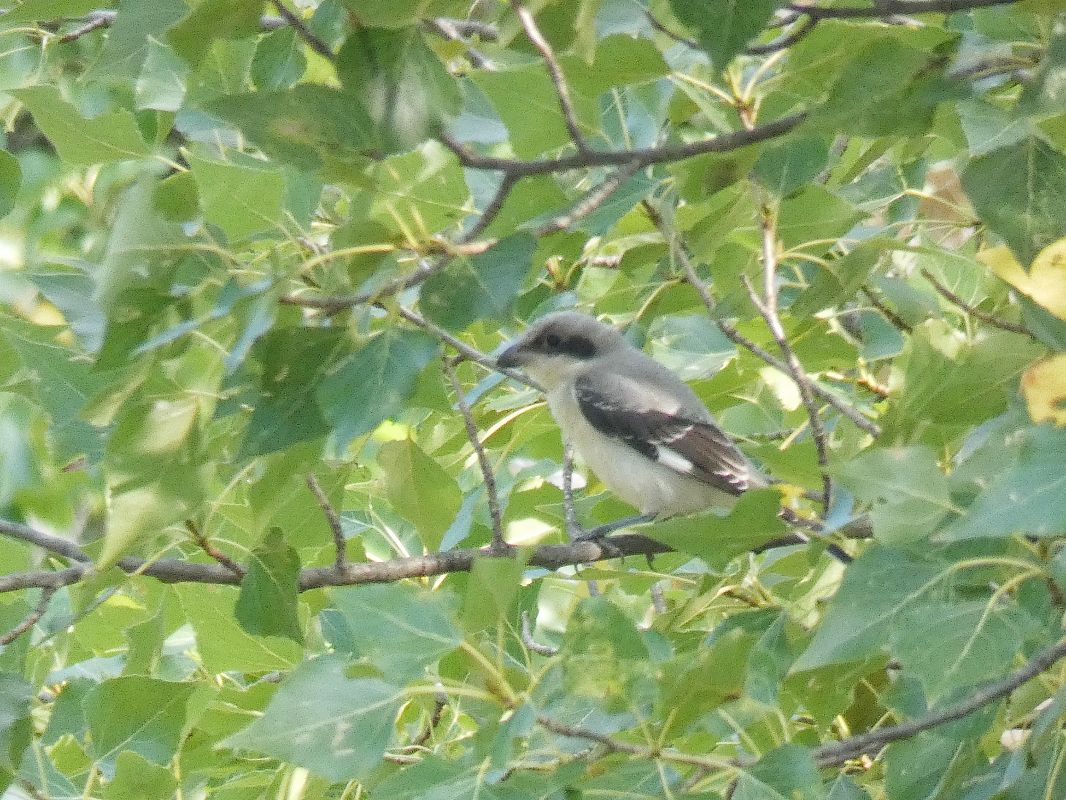 Averla cenerina  - Stefano Sava