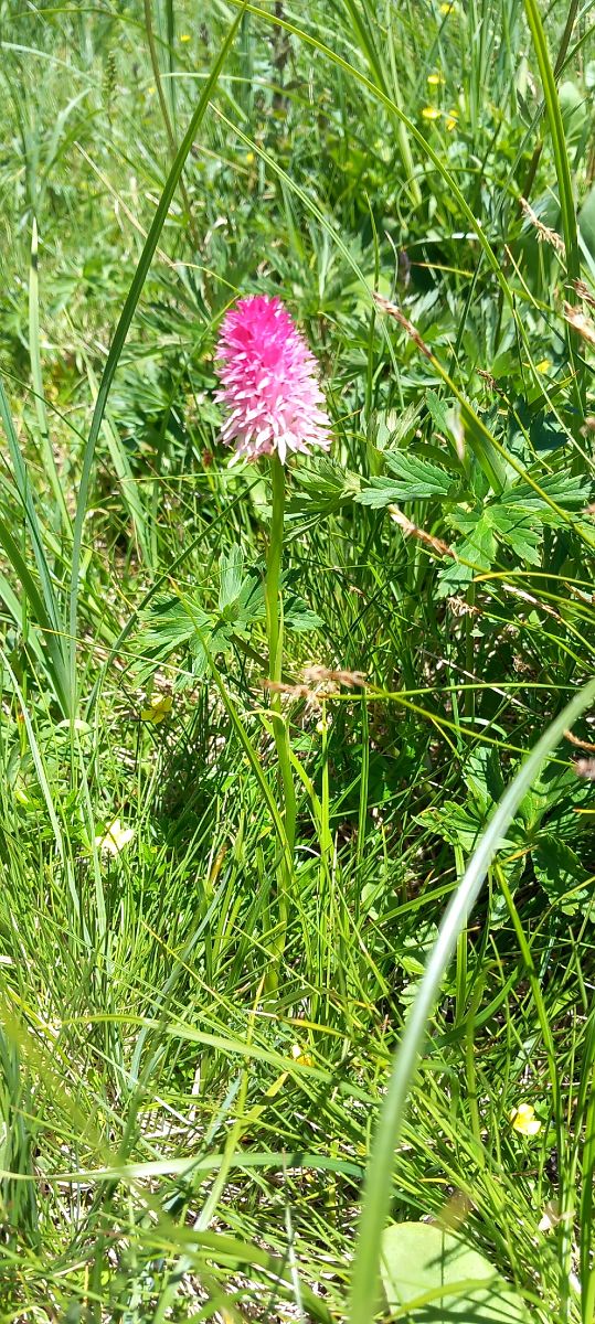 Gymnadenia corneliana  - Gerard Chassan