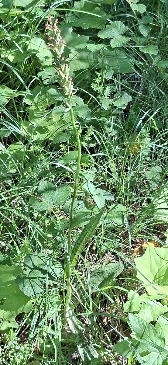Dactylorhiza sp. 