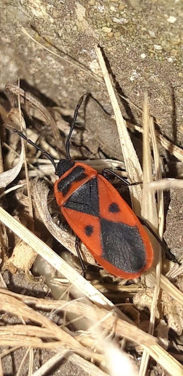 Scantius aegyptius rossii  - Michele Cento