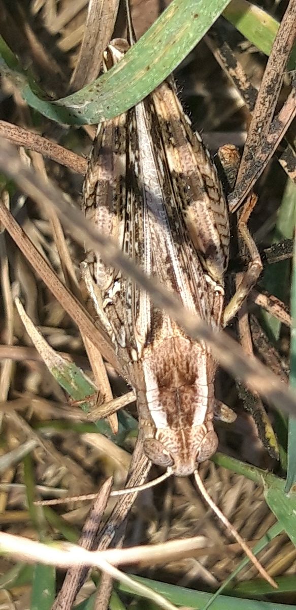 Calliptamus barbarus  - Michele Cento