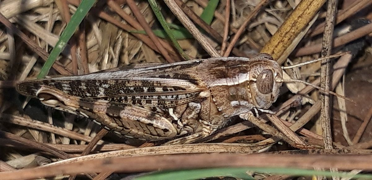 Calliptamus barbarus  - Michele Cento