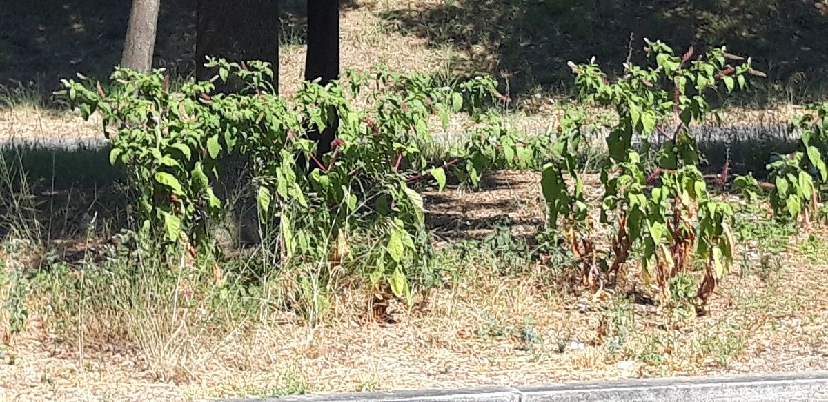 Phytolacca americana  - Michele Cento
