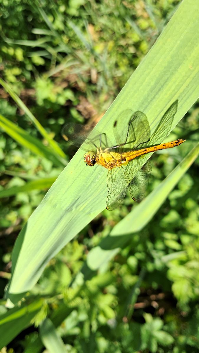 Sympetrum depressiusculum  - Roberto Fabbri