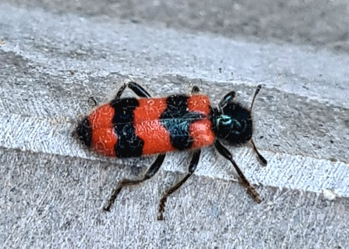 Trichodes apiarius  - Fabrizio Florit (FVG)