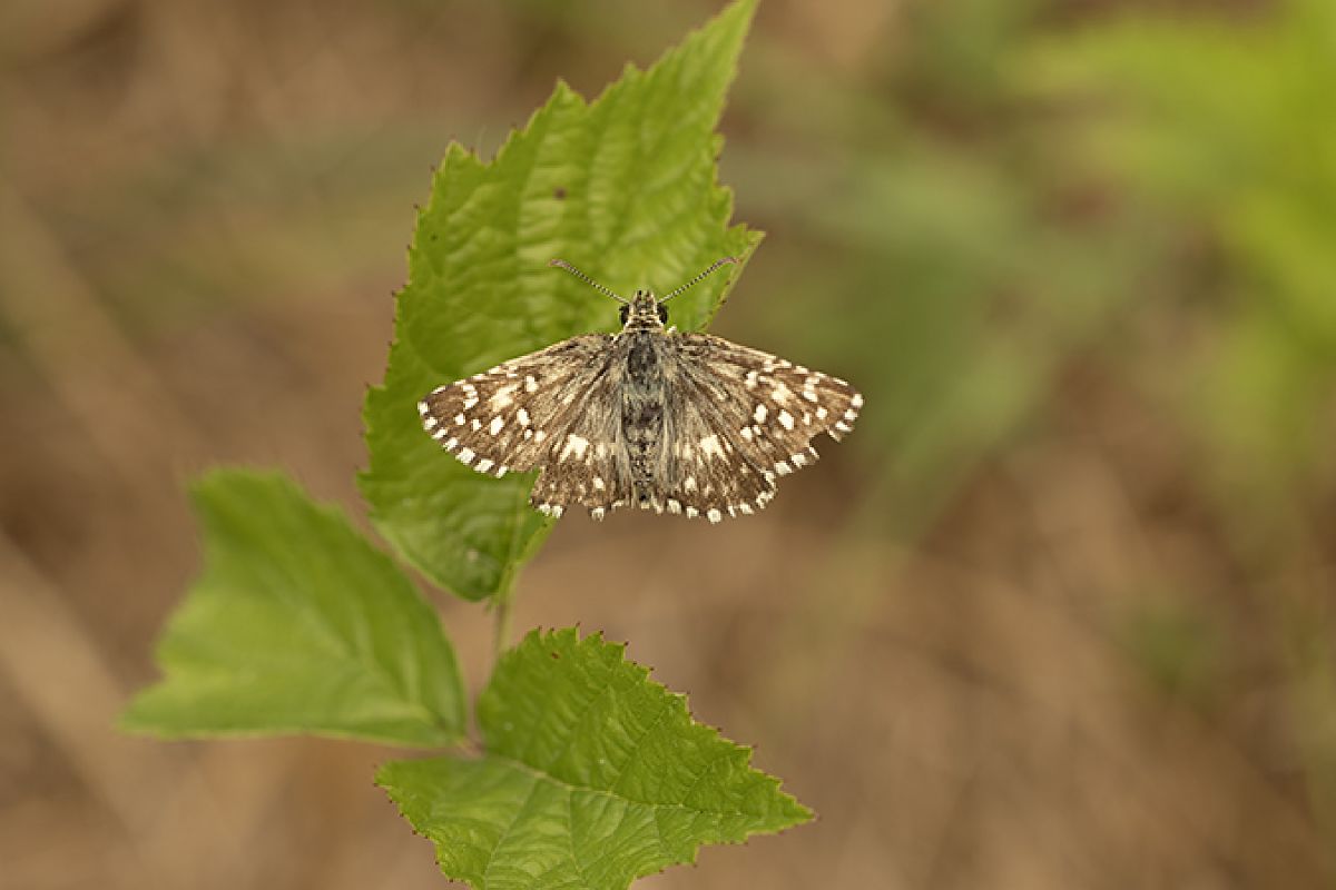Pyrgus malvoides  - Paola Bressan