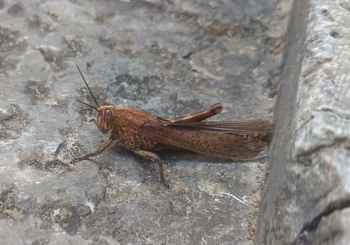 Anacridium aegyptium  - Yohann Brouillard