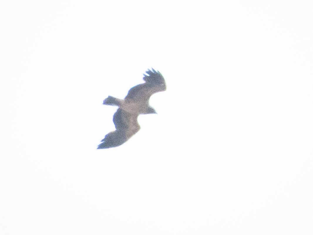 Kaiseradler 