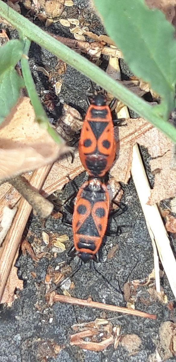 Pyrrhocoris apterus  - Michele Cento