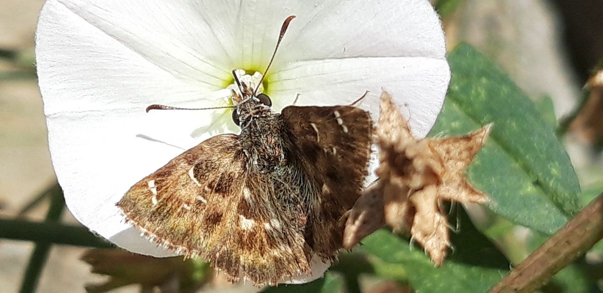 Carcharodus alceae  - Michele Cento