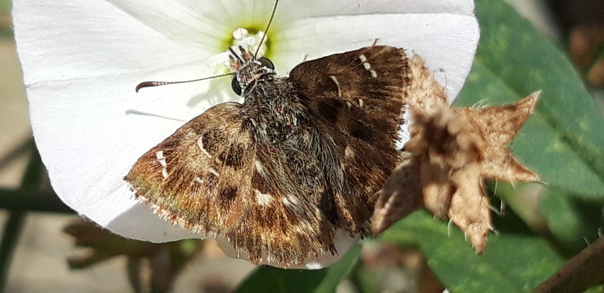 Carcharodus alceae  - Michele Cento