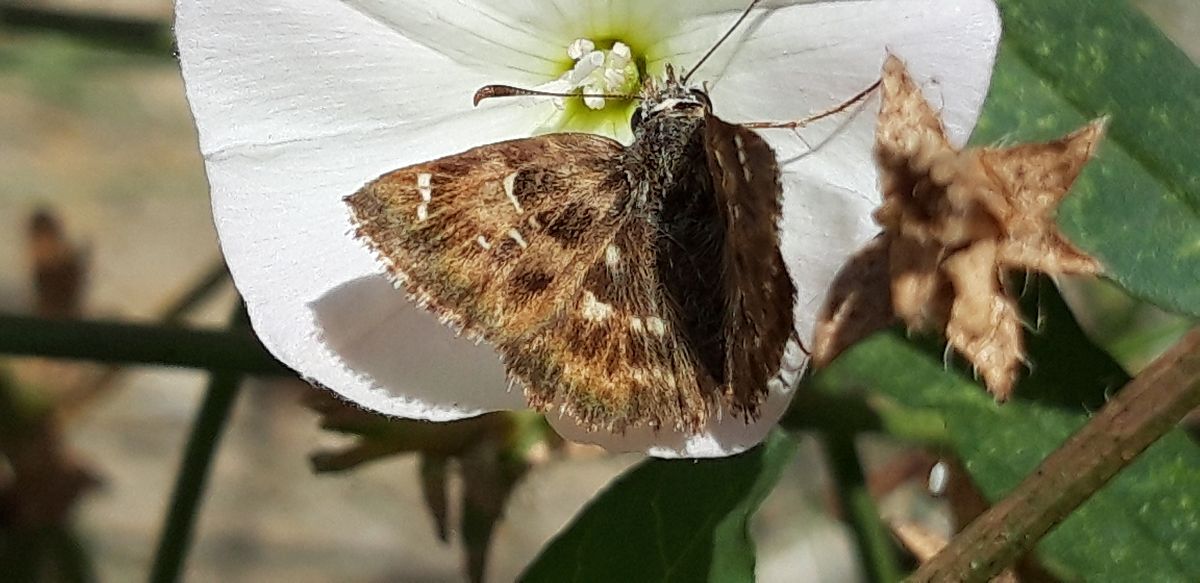 Carcharodus alceae  - Michele Cento