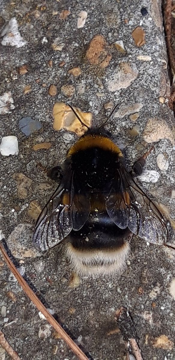 Bombus gr. terrestris spp.  - Michele Cento