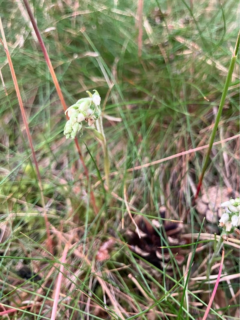Goodyera repens  - Florent de Gasperis