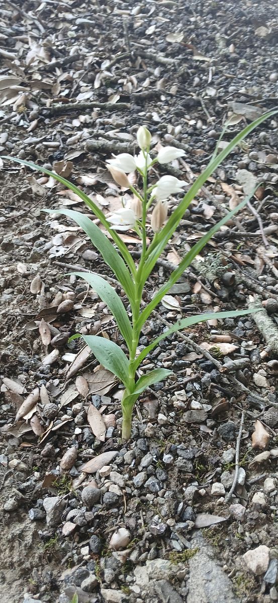 Cephalanthera longifolia  - Isabel Fidel Colomer