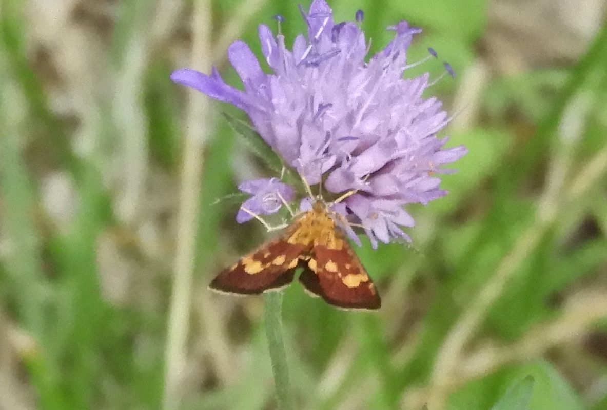 Pyrausta aurata  - Massimo Tassinari