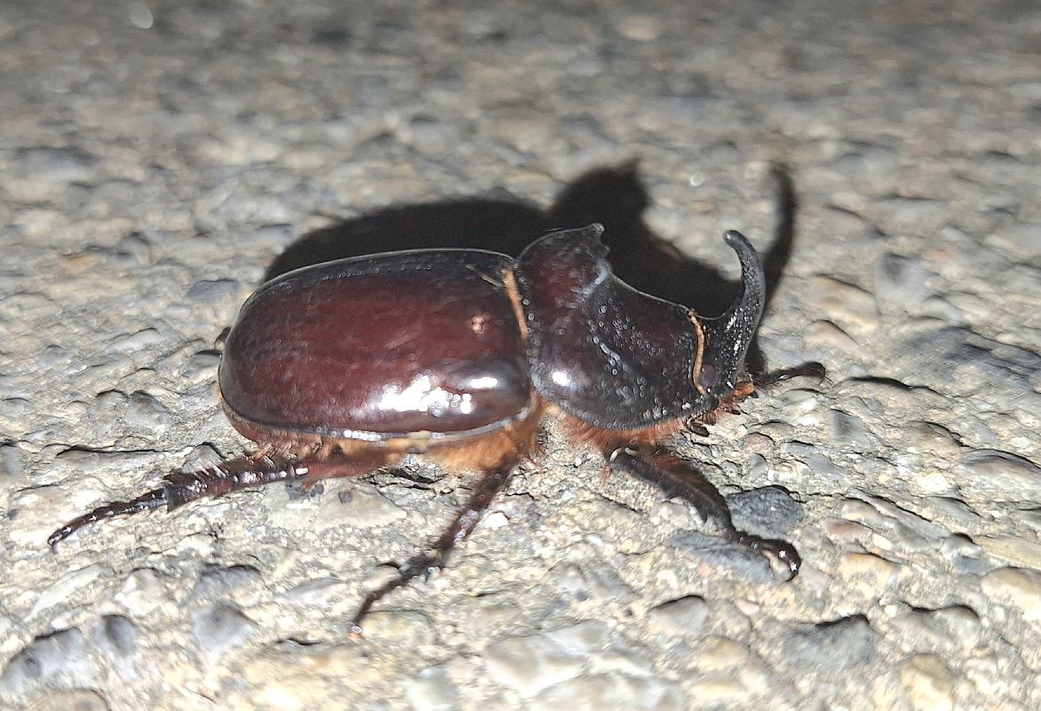 Oryctes nasicornis  - Antoni Mariné Sanz