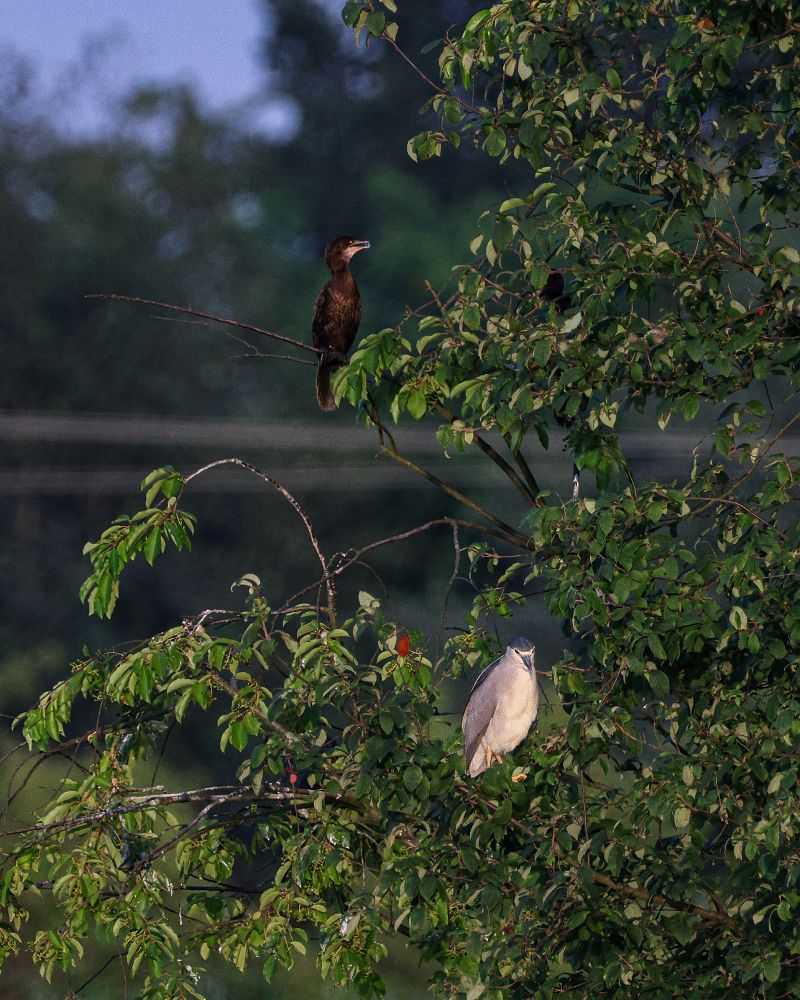 kormoran mały 