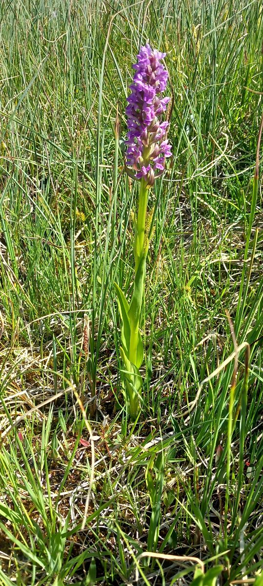 Dactylorhiza incarnata  - Gerard Chassan