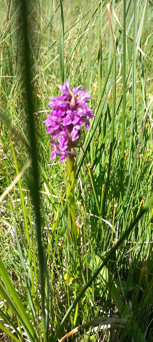 Dactylorhiza incarnata  - Gerard Chassan