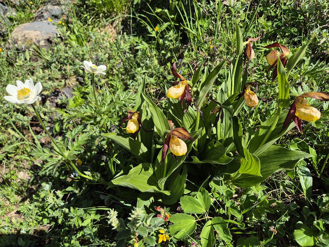 Cypripedium calceolus 