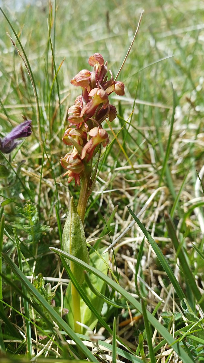 Coeloglossum viride  - Angelo Sinuello (FVG)