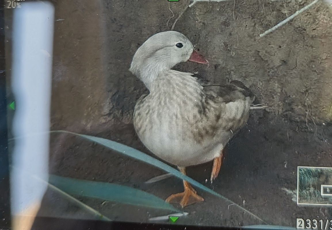Mandarin Duck  - Manuel Pineda M.
