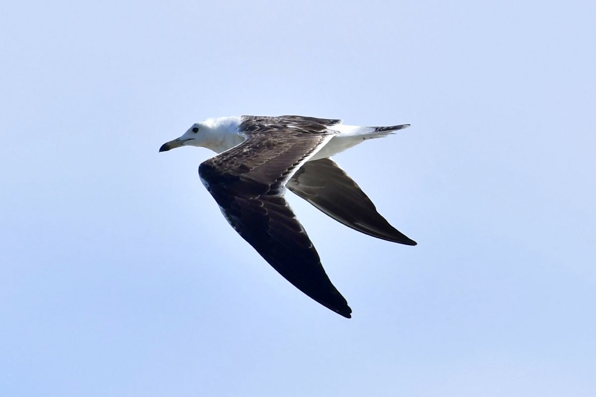 mewa żółtonoga (ssp. fuscus)  - Marek Ślusarski