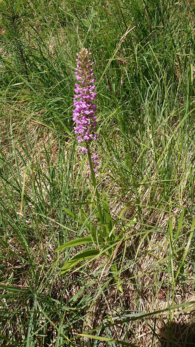 Gymnadenia odoratissima  - Pernot Jean-Claude