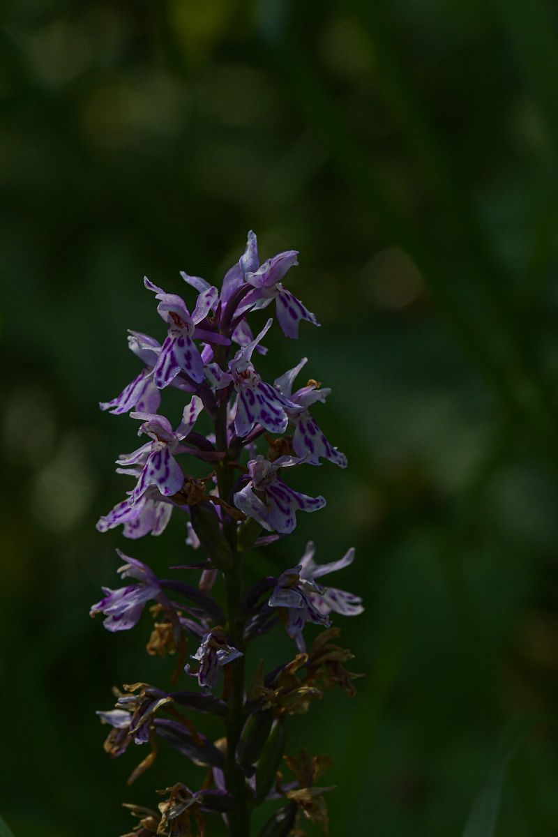 Dactylorhiza fuchsii  - Colin Dupriez