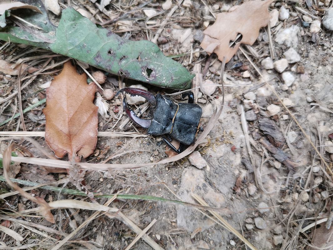 Lucanus cervus  - Josu Durán