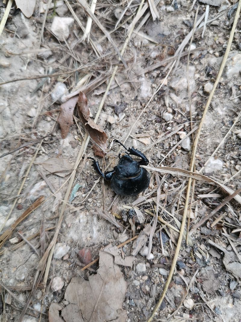 Lucanus cervus  - Josu Durán