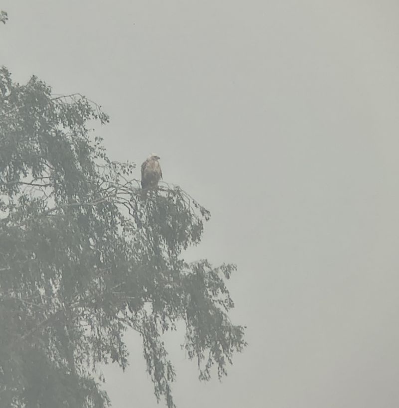 Adlerbussard  - Barbara Polanin