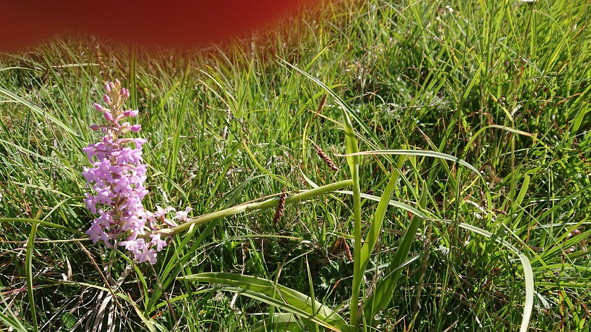 Gymnadenia conopsea var. densiflora  - Pernot Jean-Claude