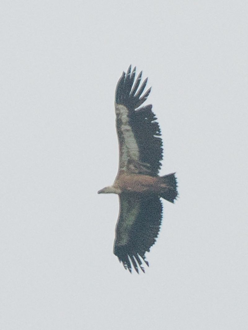 Vautour fauve 