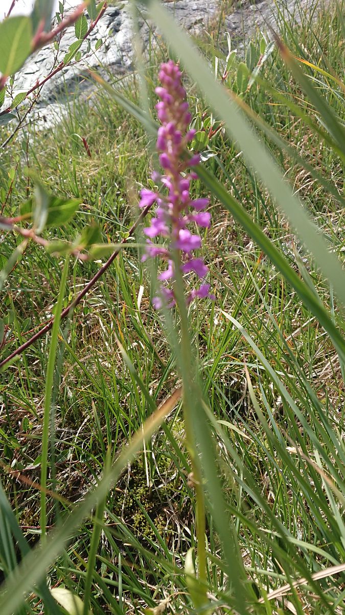 Gymnadenia conopsea  - Pernot Jean-Claude