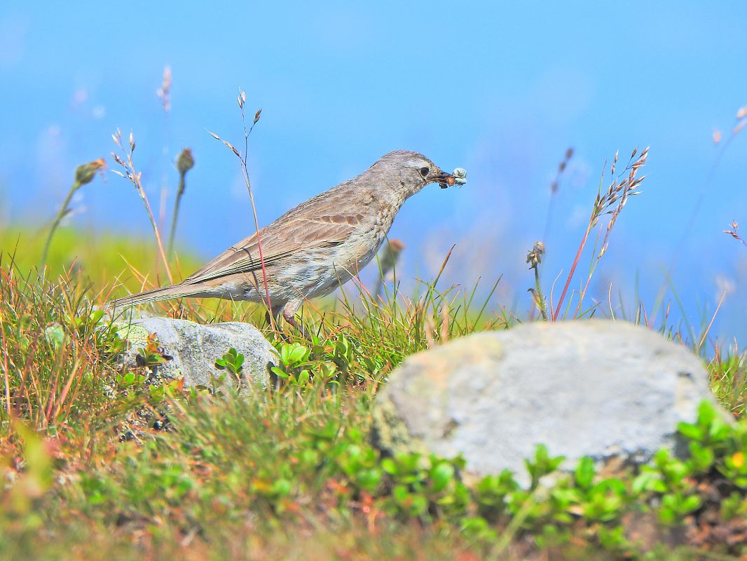 Pipit spioncelle  - Jonatan Manista