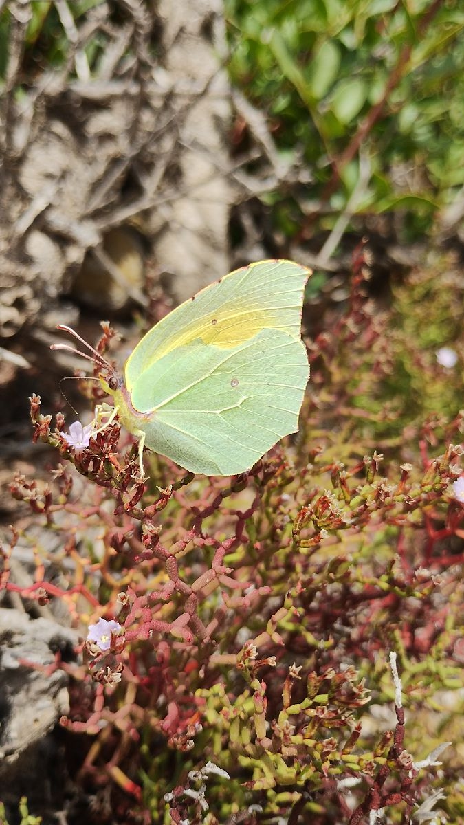 Gonepteryx cleopatra  - Marco Cortemiglia