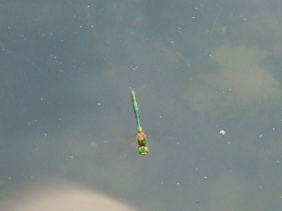 Somatochlora metallica  - Massimino Luigi Brigo