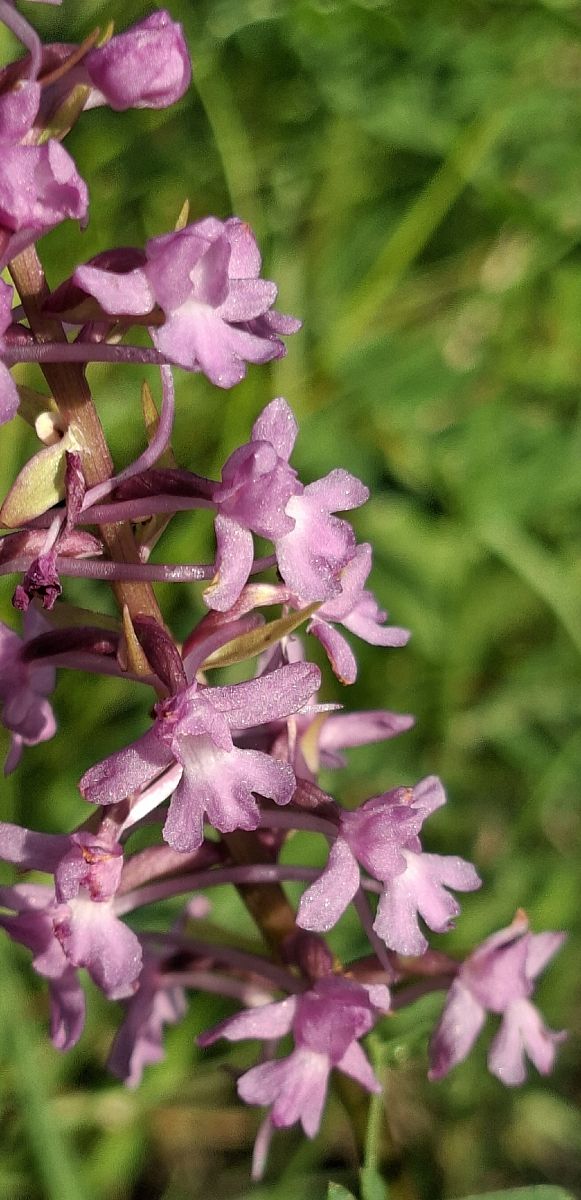Gymnadenia conopsea 