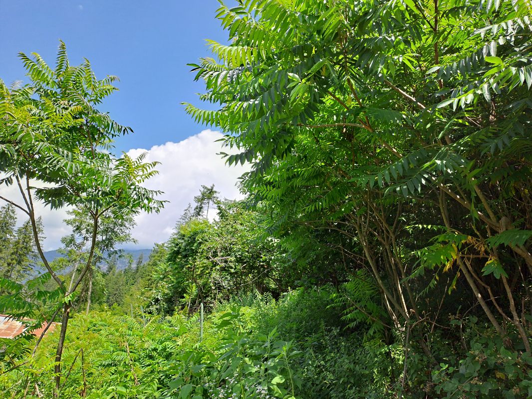 Rhus typhina  - Grazia Romanin (FVG)