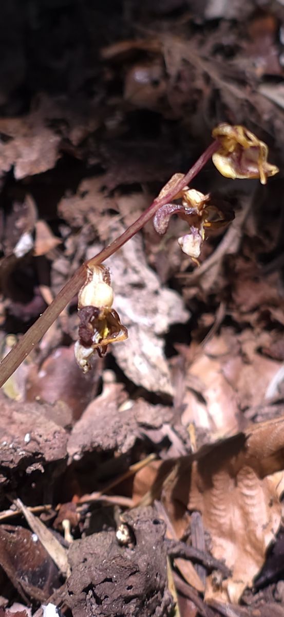 Epipogium aphyllum  - Michel Robin