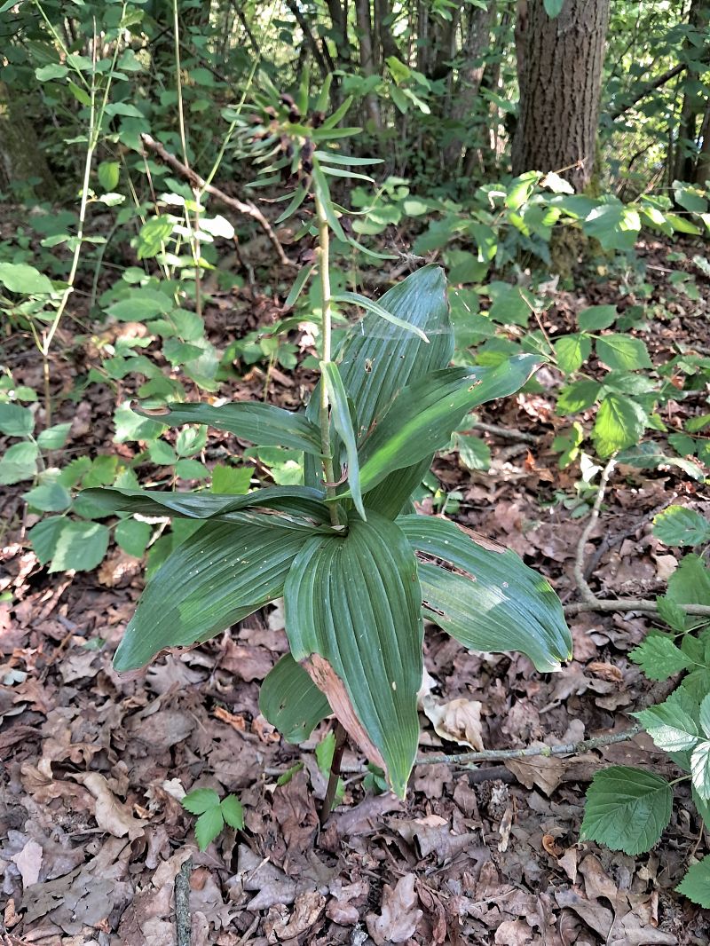 Epipactis helleborine  - Anaïs Veret